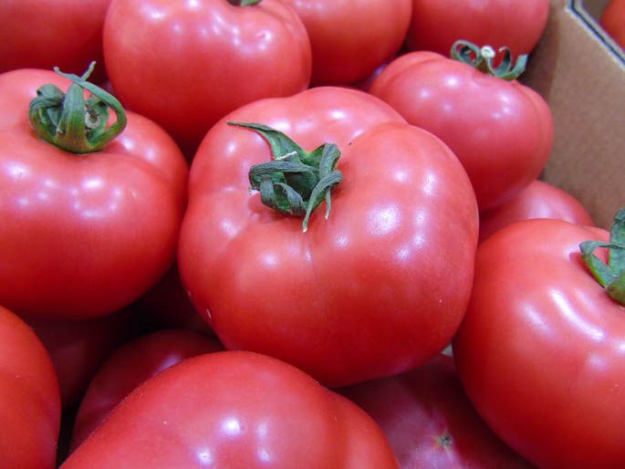 Pomidor malinowy 'Honeymoon' najsmaczniejsza odmiana