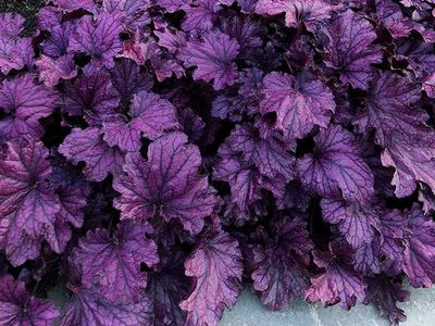 Żurawka &#39;Forever® Purple&#39; Heuchera