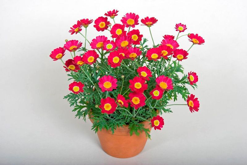 Stokrotka paryska czerwona Argyranthemum