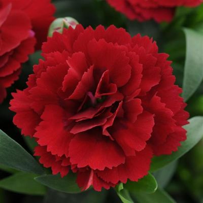Goździk &#39;Oscar® Dark Red&#39; Dianthus hybrida