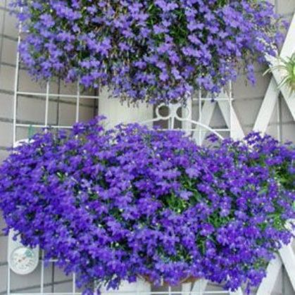 Lobelia zwisająca szafirowa