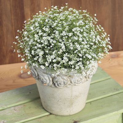 Gipsówka biała Gypsophylla