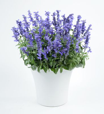 Szałwia MAXI szafirowa Salvia farinacea