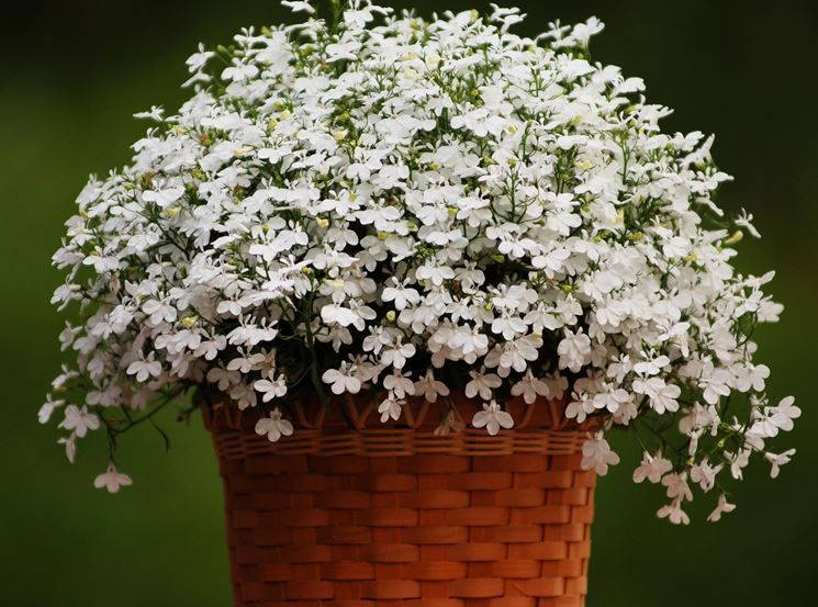Lobelia zwisająca biała
