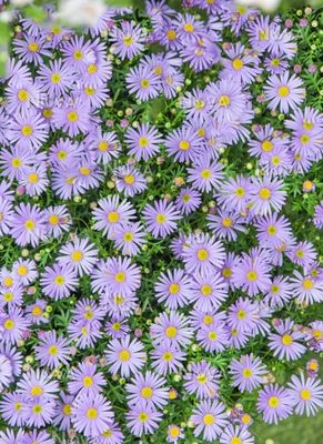 Czubatka niebieska Brachyscome