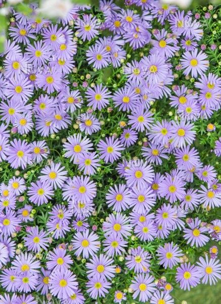 Czubatka niebieska Brachyscome