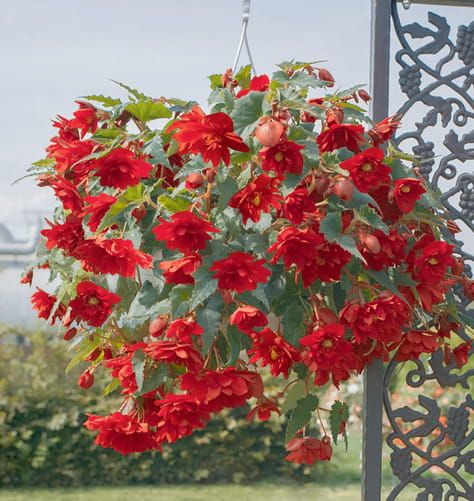 Begonia zwisająca czerwona Begonia tuberhybrida