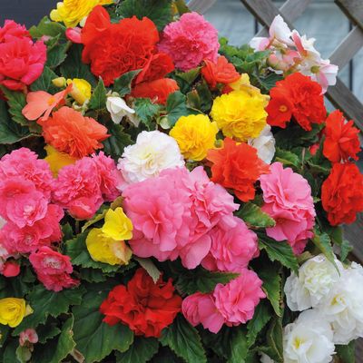 Begonia stojąca bulwiasta mix Begonia tuberhybrida