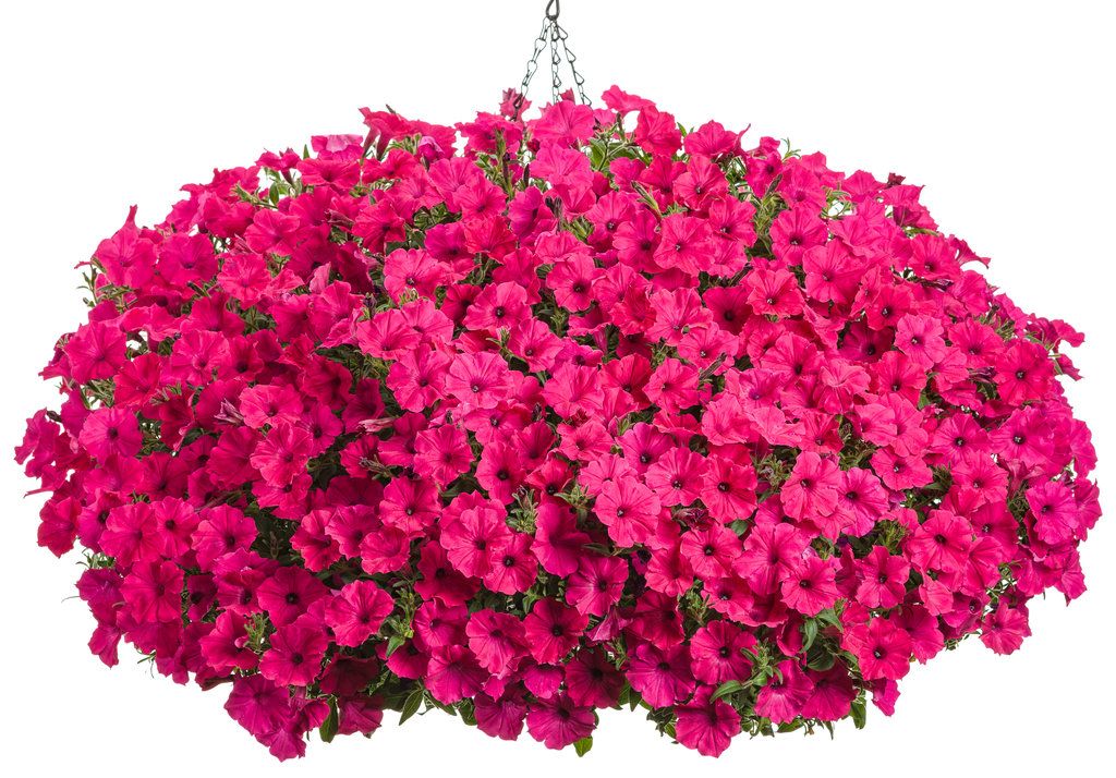 Supertunia VISTA fuksjowa