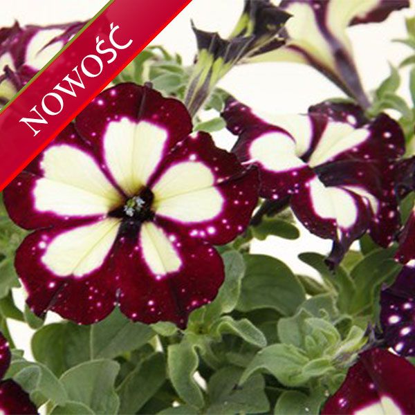 Petunia zwisająca świecące niebo &#39;Lightning Sky&#39; Petunia hybrida