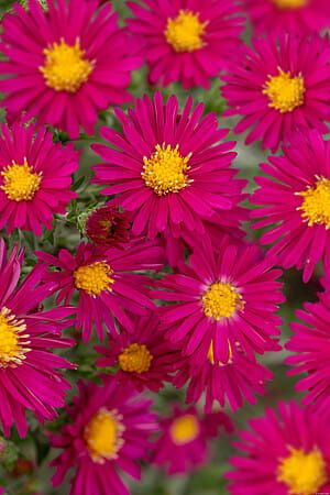 Aster nowobelgijski &#39;Winston Churchill&#39; Aster novi-belgii
