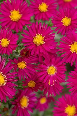 Aster nowobelgijski &#39;Winston Churchill&#39; Aster novi-belgii