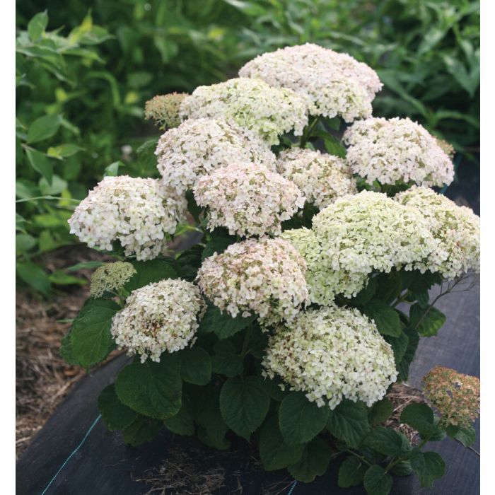 Hortensja drzewiasta BellaRagazza® &#39;Blanchetta&#39; Hydrangea arborescens