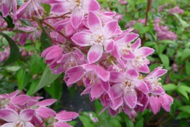 Żylistek mieszańcowy &#39;Strawberry Fields&#39; Deutzia hybrida