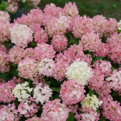 Hortensja bukietowa &#39;Fire Light Tiny Bit&#39;® Hydrangea paniculata