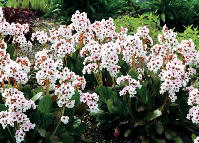 Bergenia &#39;Dragonfly™ Angel Kiss&#39; Bergenia hybrida