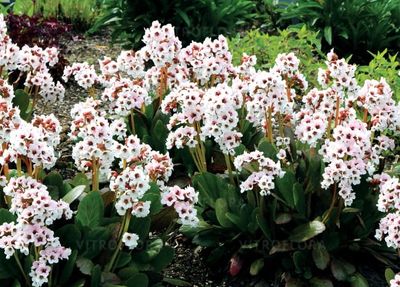 Bergenia &#39;Dragonfly™ Angel Kiss&#39; Bergenia hybrida