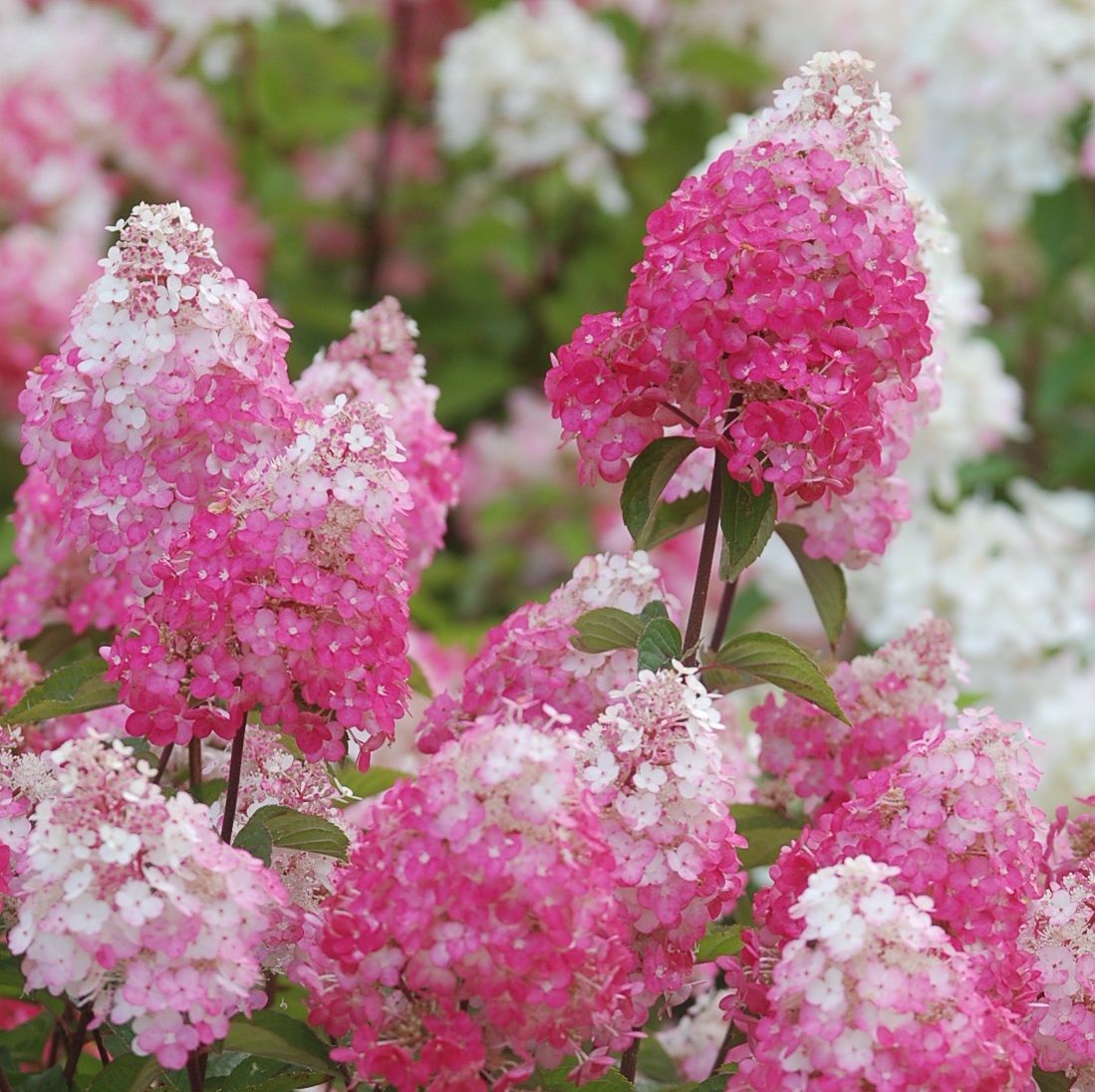 Hortensja bukietowa &#39;Framboisine&#39; Hydrangea paniculata
