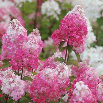 Hortensja bukietowa &#39;Framboisine&#39; Hydrangea paniculata