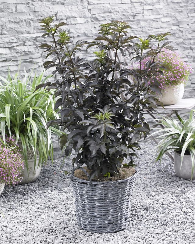 Bez czarny &#39;Black Tower&#39; Sambucus nigra