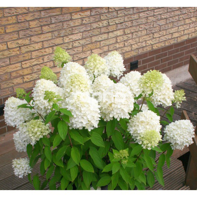 Hortensja bukietowa &#39;Magical® Sweet Summer&#39; Hydrangea