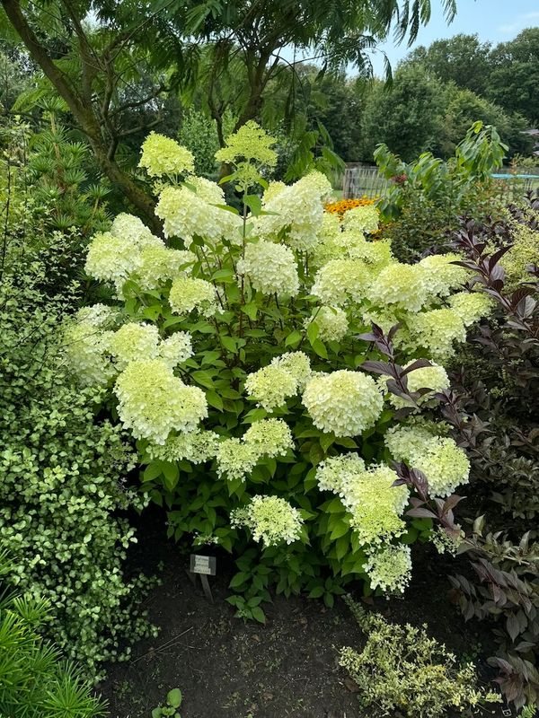 Hortensja bukietowa &#39;Minty Spirit&#39; Hydrangea paniculata