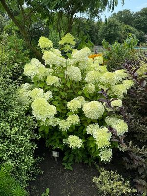 Hortensja bukietowa &#39;Minty Spirit&#39; Hydrangea paniculata