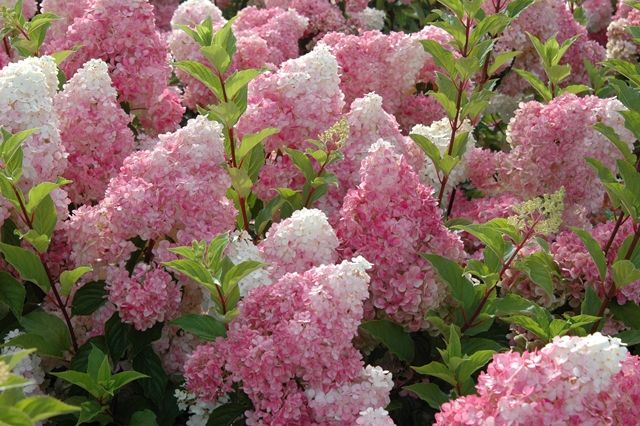 Hortensja bukietowa &#39;Vanille Fraise&#39;® Hydrangea paniculata