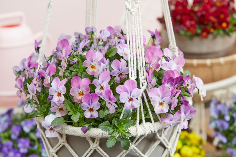 Bratki drobne MINI odcienie różu bratek