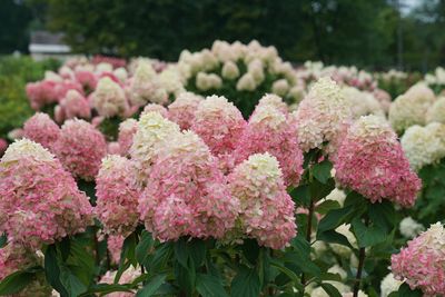 Hortensja bukietowa &#39;Limelight Prime&#39;® Hydrangea paniculata