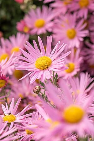 Chryzantema &#39;Clara Curtis&#39; Chrysanthemum rubellum