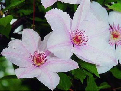 Powojnik &#39;Jan Paweł II&#39; Clematis