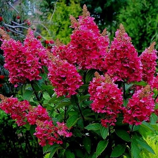 Hortensja bukietowa &#39;Wim&#39;s Red&#39; Hydrangea paniculata