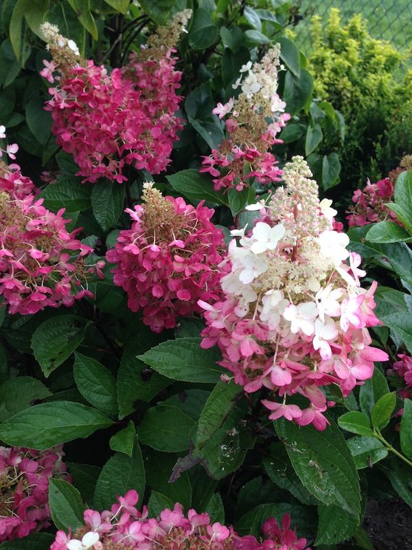 Hortensja bukietowa &#39;Candlelight&#39;® Hydrangea paniculata