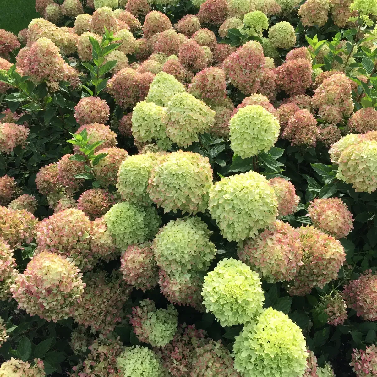 Hortensja bukietowa &#39;Little Lime® Jane&#39; Hydrangea paniculata