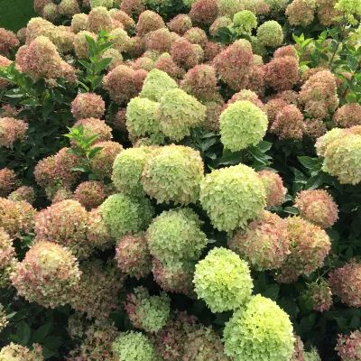 Hortensja bukietowa &#39;Little Lime® Jane&#39; Hydrangea paniculata