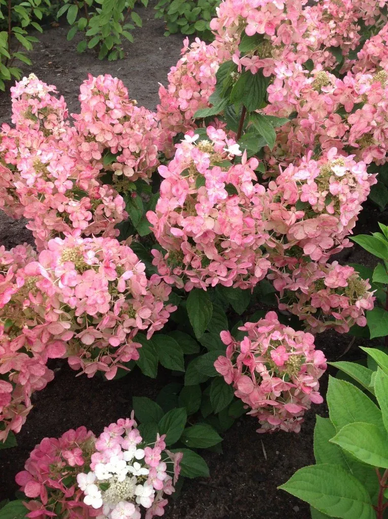 Hortensja bukietowa &#39;Magical® Fire&#39; Hydrangea paniculata