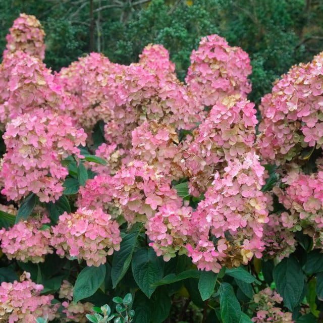 Hortensja bukietowa 'Pink Diamond' Hydrangea paniculata