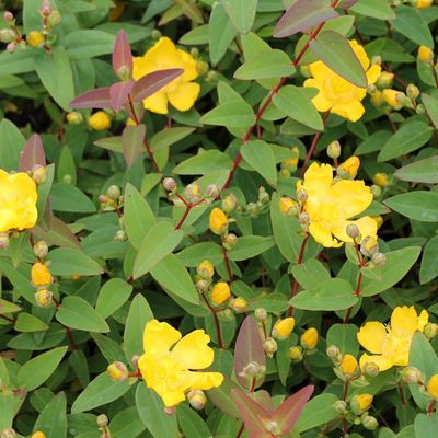 Dziurawiec &#39;Hidcote&#39; Hypericum hookerianum