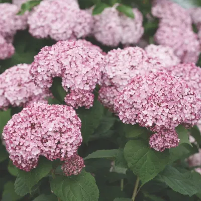 Hortensja drzewiasta &#39;Sweet Annabelle&#39;® Hydrangea arborescens