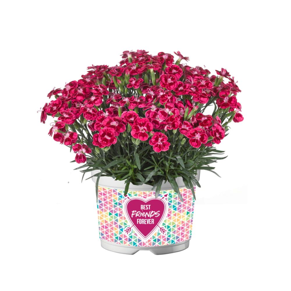 Goździk &#39;Best Firends Forever Red Bff&#39; Dianthus hybrida