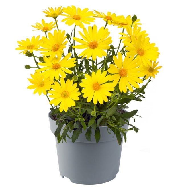 Stokrotka afrykańska &#39;Voltage Yellow&#39; Osteospermum