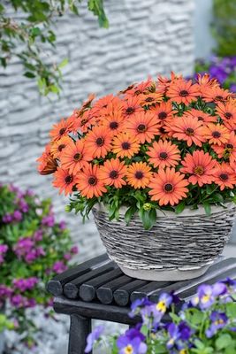 Stokrotka afrykańska 'Orange Brique' Osteospermum