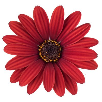 Stokrotka afrykańska czerwona Osteospermum