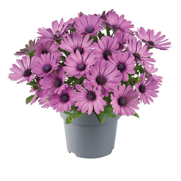Stokrotka afrykańska królewski róż Osteospermum