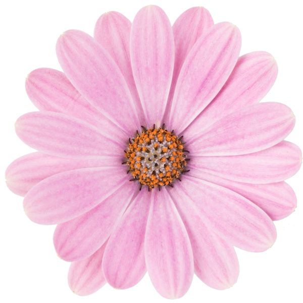 Stokrotka afrykańska 'Dalina® Pink Romance' Osteospermum