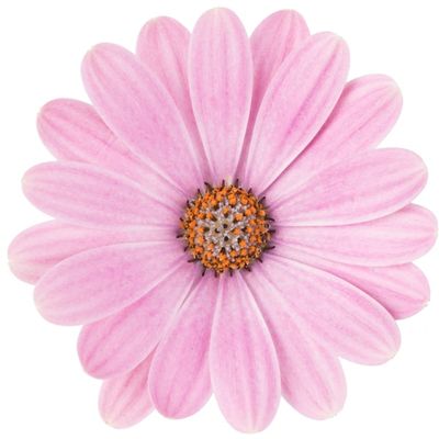 Stokrotka afrykańska &#39;Dalina® Pink Romance&#39; Osteospermum