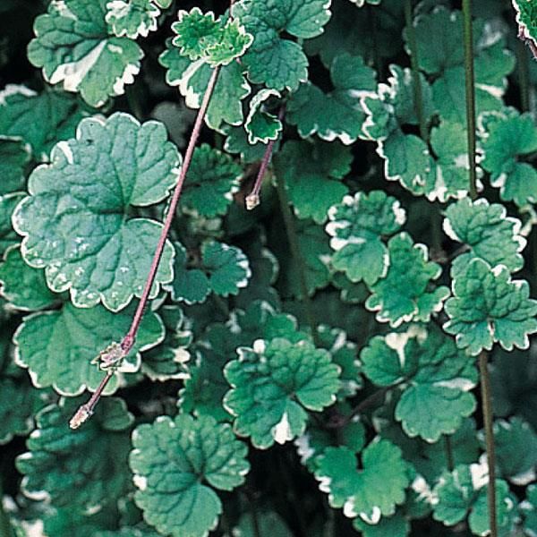 Bluszczyk kurdybanek &#39;Variegata&#39; Glechoma