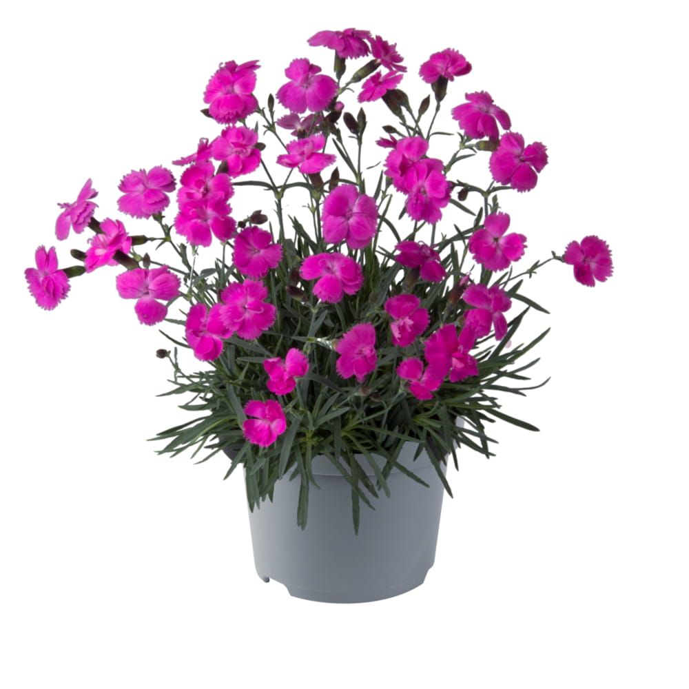 Goździk &#39;Dinetta Purple&#39; Dianthus hybrida