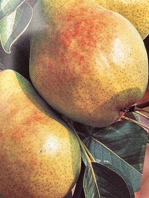 Grusza kolumnowa Pyrus communis